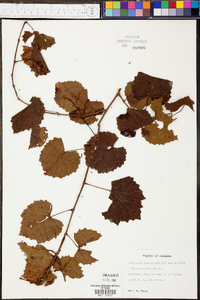 Vitis rotundifolia image