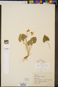 Viola affinis image