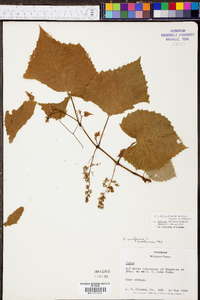 Vitis cinerea image