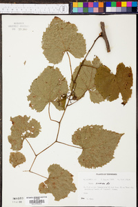 Vitis cinerea image