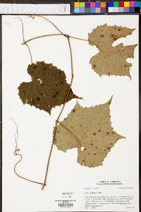 Vitis cinerea image