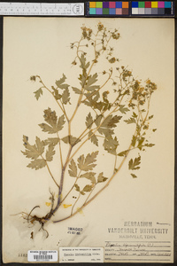 Phacelia bipinnatifida image