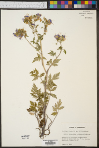 Phacelia bipinnatifida image