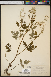 Phacelia bipinnatifida image