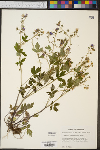 Phacelia bipinnatifida image