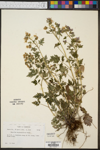 Phacelia bipinnatifida image