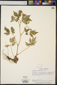 Phacelia bipinnatifida image