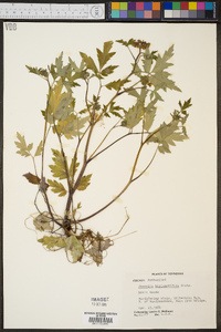 Phacelia bipinnatifida image