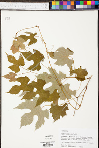 Vitis palmata image