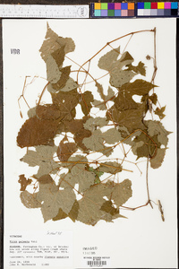 Vitis palmata image