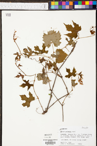 Vitis palmata image