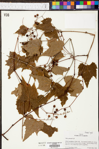 Vitis palmata image