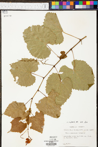 Vitis riparia image