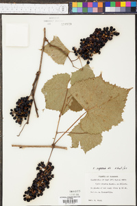 Vitis riparia image