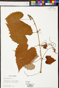 Vitis riparia image