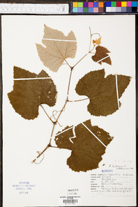 Vitis labrusca image