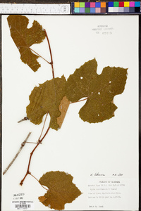 Vitis labrusca image