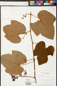 Vitis labrusca image