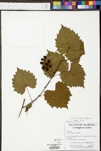 Vitis mustangensis image