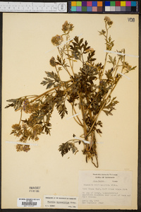 Phacelia bipinnatifida image