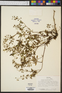 Phacelia bipinnatifida image