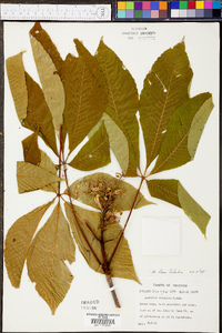 Aesculus flava image