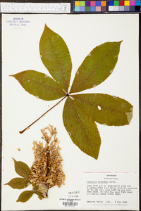 Aesculus flava image