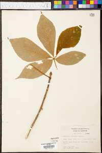 Aesculus flava image