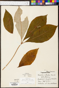 Aesculus flava image