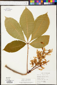 Aesculus flava image