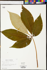 Aesculus flava image