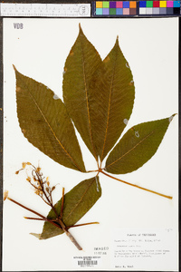 Aesculus flava image