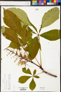 Aesculus flava image