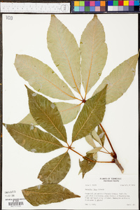 Aesculus flava image