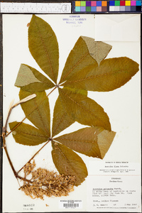 Aesculus flava image