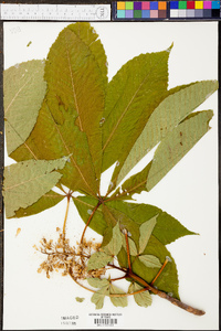 Aesculus flava image