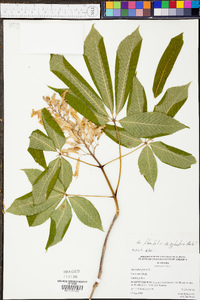 Aesculus flava image