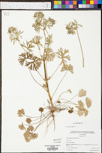 Geranium dissectum image