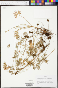 Geranium dissectum image