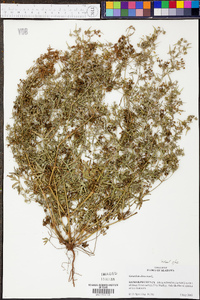 Geranium dissectum image