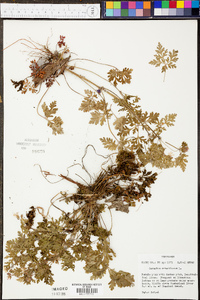 Geranium robertianum image