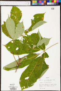 Aesculus parviflora image