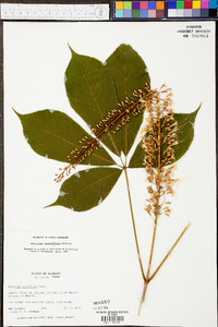 Aesculus parviflora image