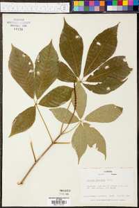 Aesculus parviflora image