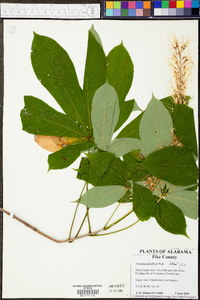 Aesculus parviflora image