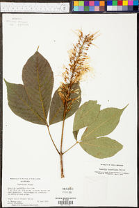 Aesculus parviflora image