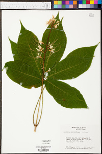 Aesculus parviflora image