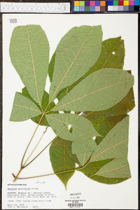 Aesculus parviflora image