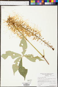 Aesculus parviflora image