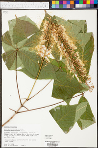 Aesculus parviflora image